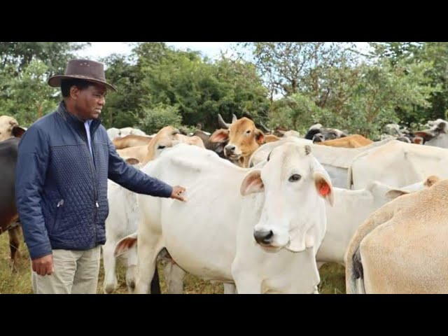 PRESIDENT HH CHECKS ON HIS CATTLE AT HIS KALOMO FARM