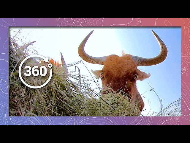 A Wildebeest Breakfast | Wildlife In 360 VR