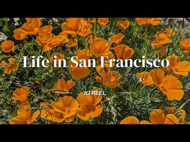 San Francisco Vlog (IG Reel) | coffee, dogpatch, parks, chinatown, & shopping