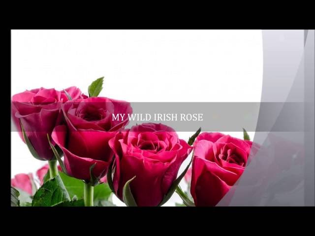 MY WILD IRISH ROSE Lyrics Words text sing along trending ST Patrick Day music song