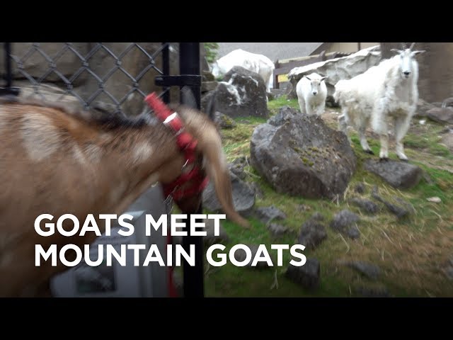 Tiny Goats Visit Mountain Goats