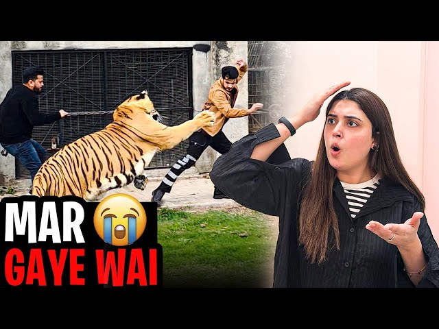 Tiger attack Me😱|| Buhat Mushqil Sy Bacha😨