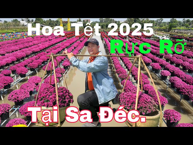 Giá hoa cúc mâm xôi tại sa đéc 2025 quá rẻ.thương lái tranh thủ lấy hàng về bán tết.