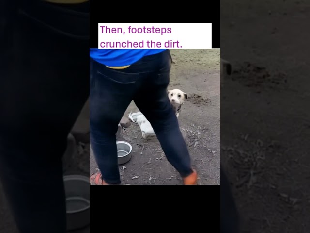 dog was helped by kind people