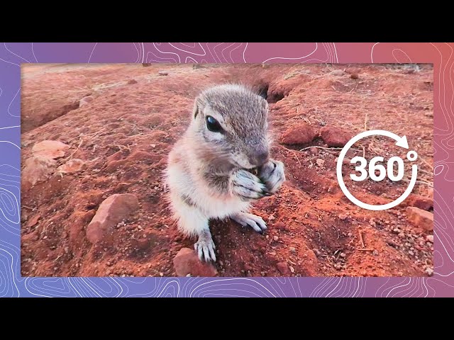 Cape Ground Squirrels Feed and Survey Surroundings For Predators | Wildlife in 360 VR