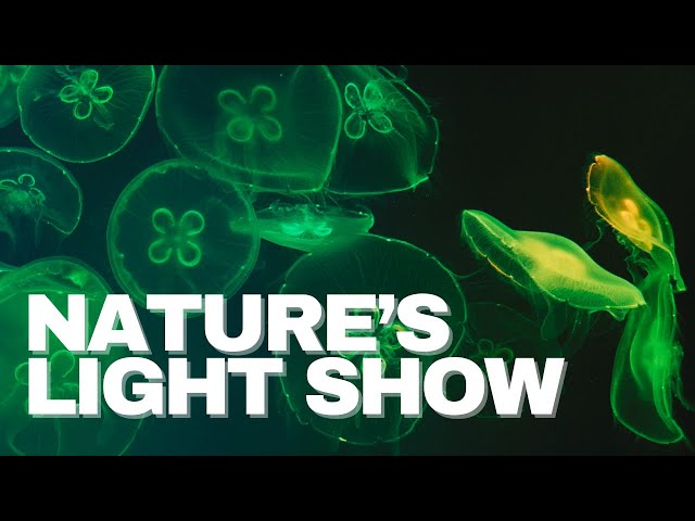 Deep Oceans EXPOSED: Bioluminescence Secrets You Never Knew - Part 2