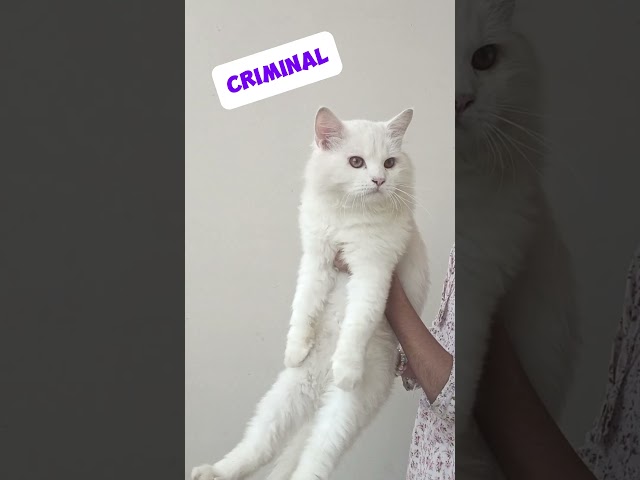 cute criminal💕😎 YouQaria #shorts #viral #islamic#crime#cute cat##funny#comedy#trending#