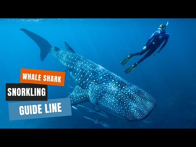 Whale Shark Snorkeling Guide | How to Have the Best Experience