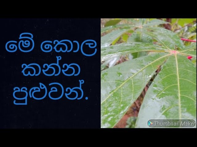 "මඤ්ඤොක්කා" "Sl food recipes"  "cooking" "srilankan foods" "village foods"  "srilankan food recipes"