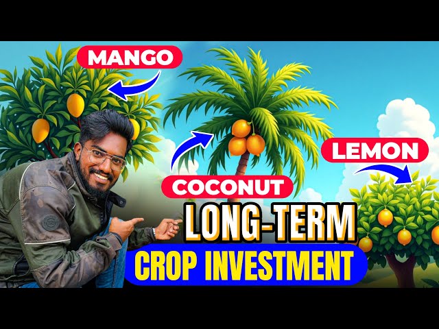 Long-Term 🌳Investment 💰🔥 Crops: Mango, Coconut, Banana, & Lemon Farming | Mixed Farming | AgroTill