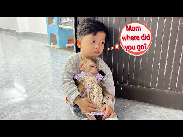 Monkey Diana and baby Roma abandoned by their mother