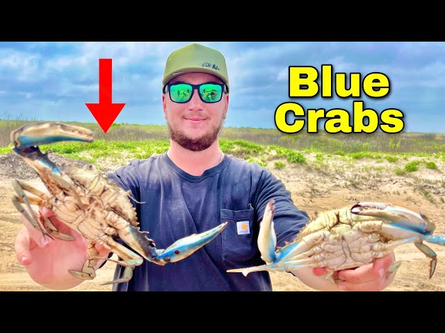 BLUE CRAB Catch & Cook! (Galveston, Texas)