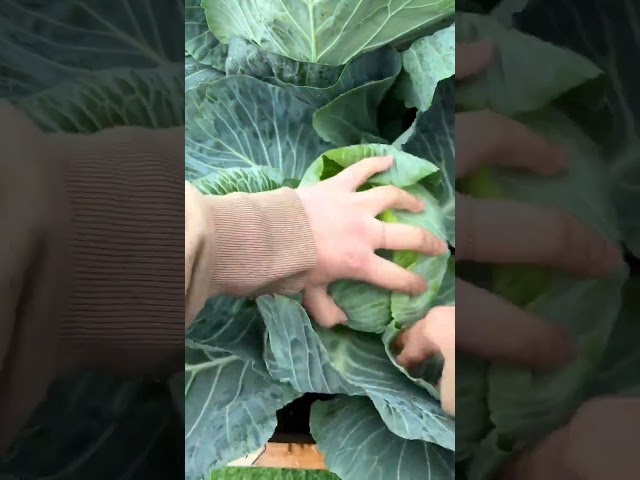 Delicious cabbage