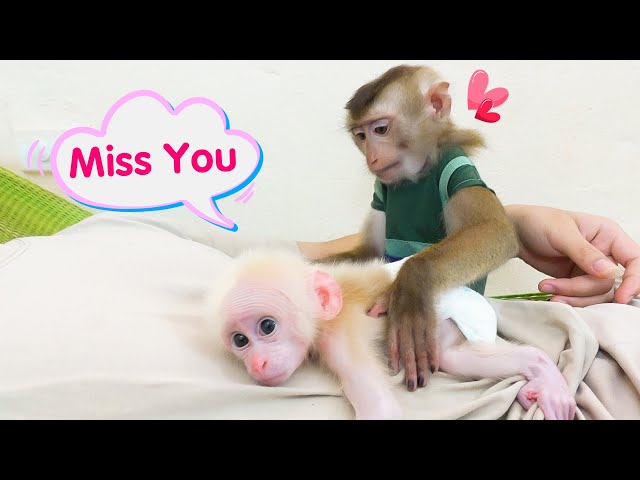 So happy, PUPU hugs baby monkey Poki after coming home