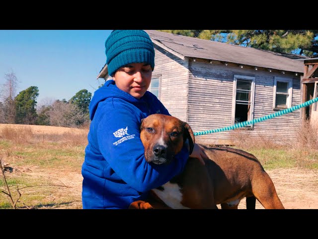 Approximately 40 dogs rescued from alleged neglect in Texas