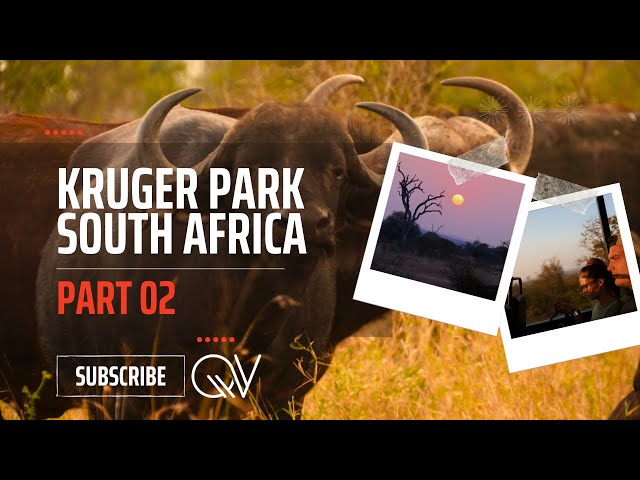 South Africa: Nature Photography at the Kruger National Park (Safari Part 2) | QuoVedo Production