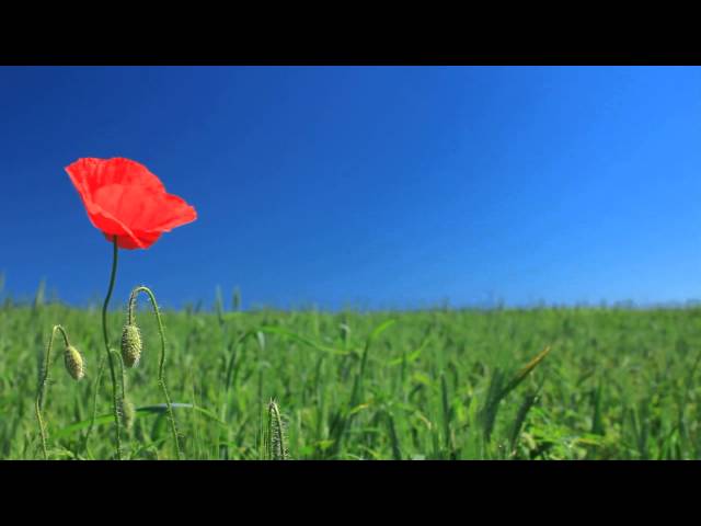 poppy in field