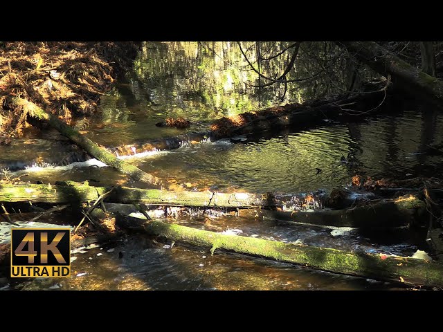 Discovering Gold: The Golden Brook and Fallen Trees - 4K Nature Escape and Relaxation