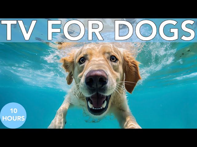 EXTREMELY ENTERTAINING DOG TV: Nature Videos for Dogs with Relaxing Music!