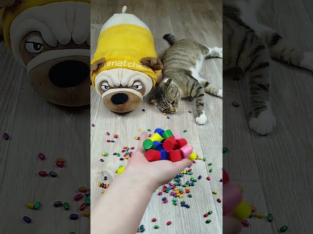 🌈 Marbles 🔴 Cats ❤ Satisfying Reverse Video