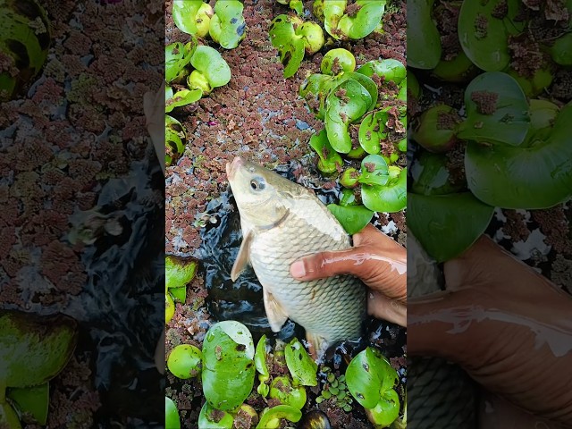 Hand Big fish shorts 🐬. #fishing_shorts #ytshorts #shorts_video #shorts