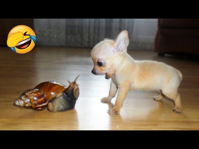 Funny Animal Videos 2025 😅 - Funniest Dogs and Cats Videos 😁 Part 2949