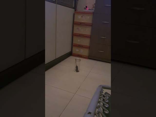 Smart mouse, very skillful