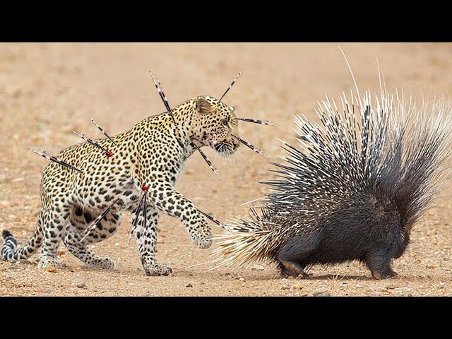 Foolishly Attacking Porcupine, Leopard Was Attacked Back By Prey, Porcupine Thorns All Over Its Body