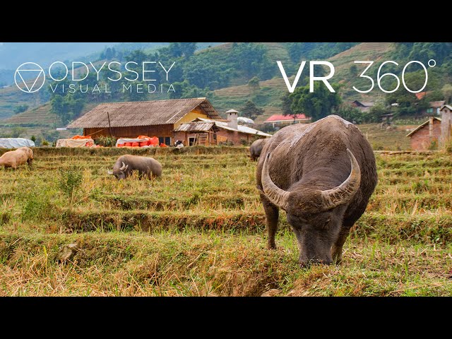 Sa Pa Vietnam Rice Terraces Virtual Tour VR 360° Travel Experience Việt Nam Adventure Sapa Sa Pa