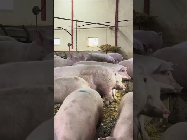 Piglets Meeting Their Mom #adorablepigs #pig #pigfeed #animalcare #farming #pigging