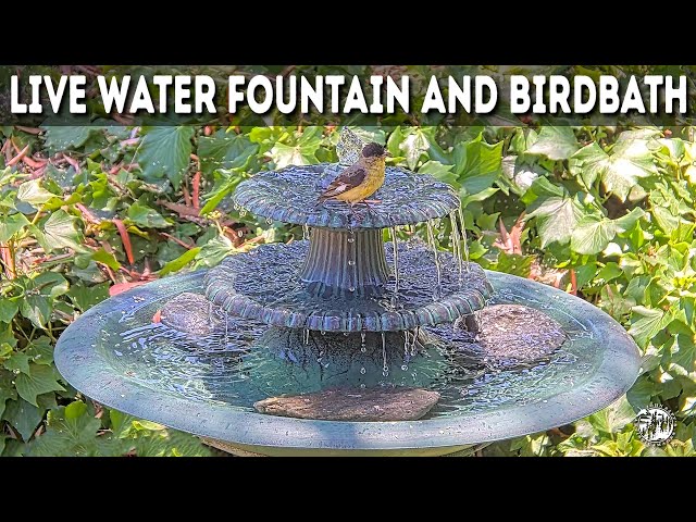 🔴 LIVE 24/7 🔊 BEAUTIFUL WATER FOUNTAIN WITH RELAXING SOUND.