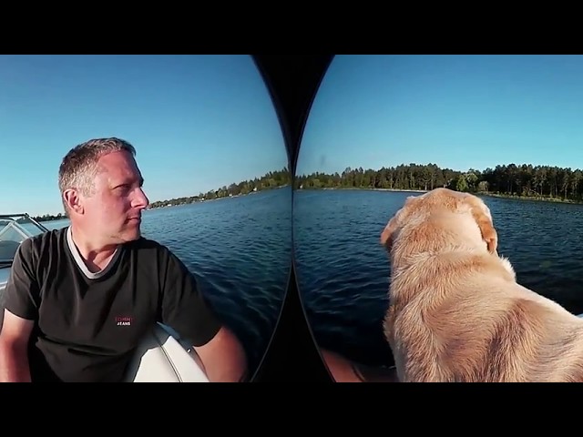 360° Video Labrador Retriever Dog Goes For a Boat Ride With Me