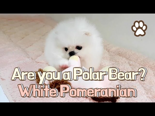 White pomeranian puppy like a ploar bear - Teacup puppies KimsKennelUS