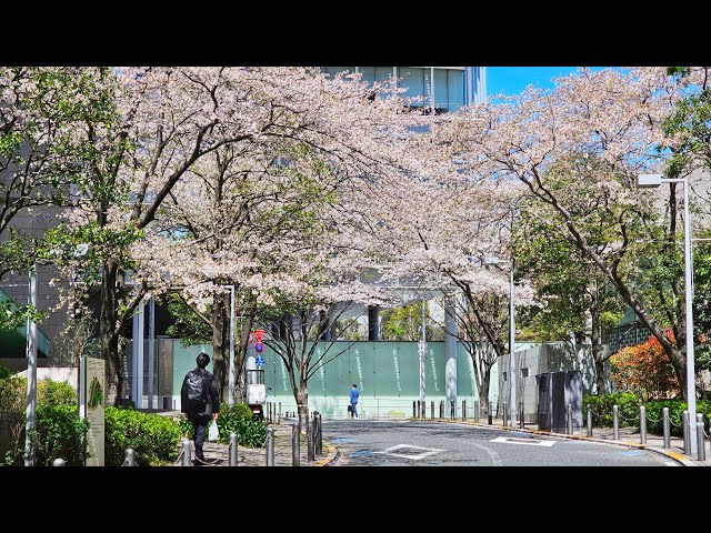 Tokyo 🌸Hanami🌸 Live Walk! Visiting some of Tokyo's Best Cherry Blossom Spots