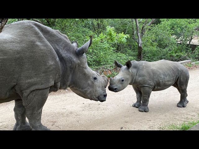 Rhinos Live | Hoedspruit Endangered Species Centre