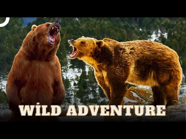 The Story of Bears' Wild Life in the Forest | Wild Ones Episode 2 | Animal Documentar