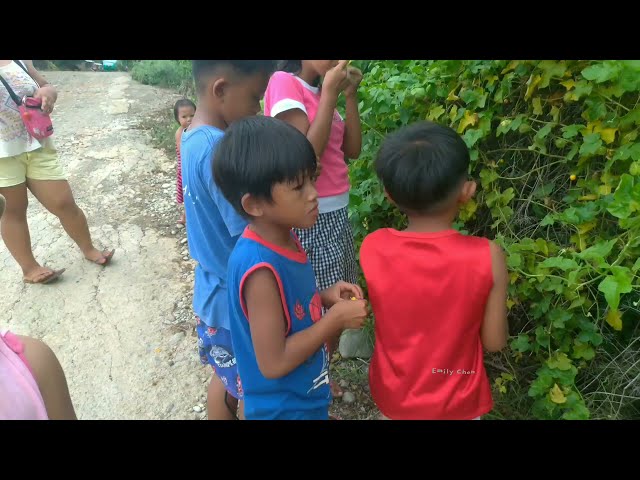 Filipino Rural Kids Life | Found and Eat Wild Fruits on their Way Home ❤️ (Batang Pinoy)