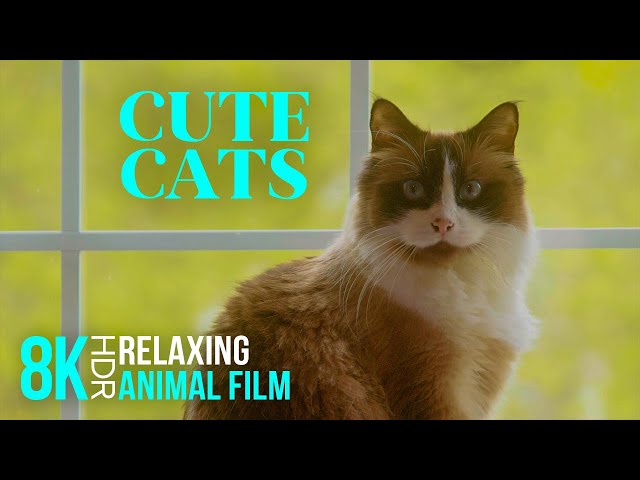 Cute Cat Brothers Play around the House - 4K Lovely Pets Video #4 - Relaxing Animal Therapy