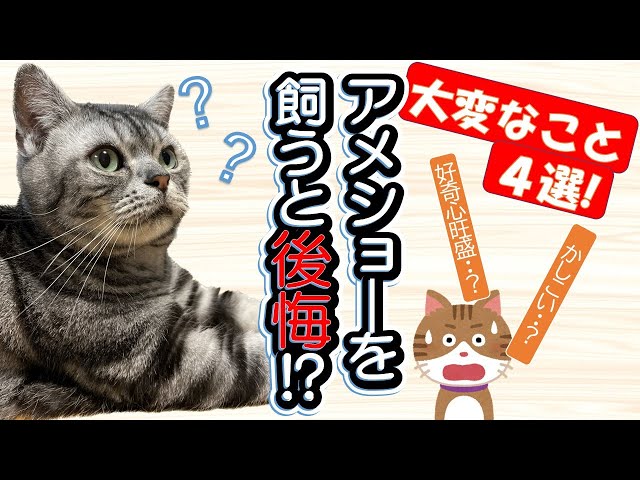 【アメショーを飼う前にみて！】これが耐えられるなら飼える！？「飼いにくいと感じる４つの大変なポイント」