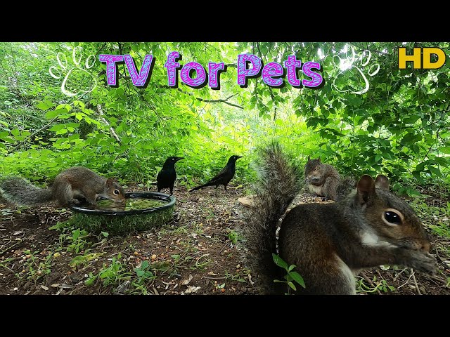 Entertain your Pets🌟10 Hour- Dog & Cat TV🌟Squirrels & Birds | No Mid-roll Ad Interruptions ☀