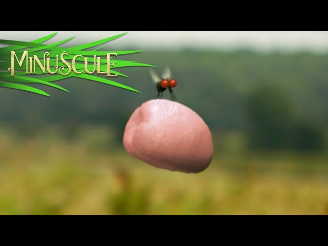 Minuscule - Chewing gum (Season 1)