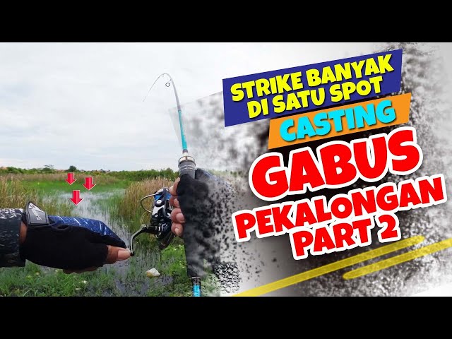 Strike banyak di Satu Spot II Casting Gabus Pekalongan Part 2