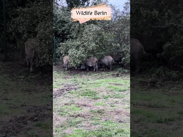 Wildlife Berlin, … • #wildlife #wildlifephotography #berlin #nature #pigs #naturewalk #citylife