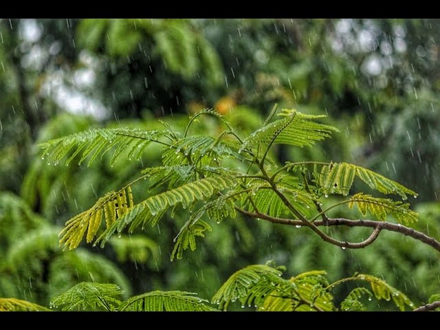 #HELLO#MOOD1#Shorts#MohammadShababMushfique rain rain sounds rain sounds for sleeping relaxing rain