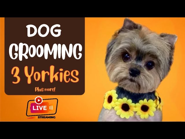 1/31/2025 Dog Grooming Livestream: Malshi, 3 Yorkies, Maltese, making bows and bandannas.