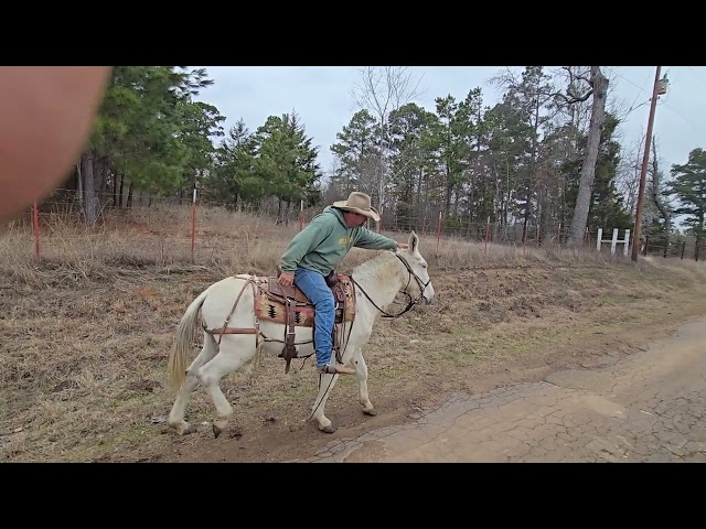 GRADY - 15 yo Grey John Mule  For Sale - WILD BUNCH MULE CO