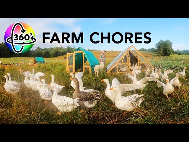 Surrounded by Ducks and Geese | 360 VR | Morning Chores on a Duck and Goose Farm