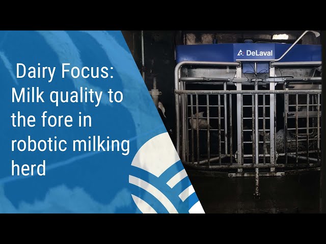 Milk quality to the fore in robotic milking herd