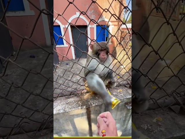 These funny monkeys.#monkey #foryou #funnyvideos #animals