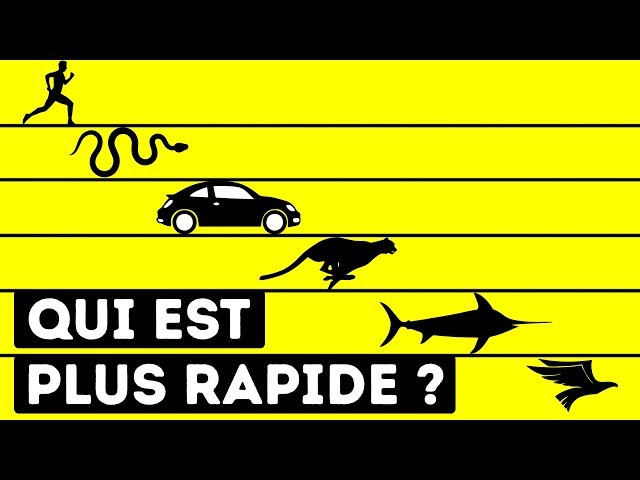 Qui Est L'être Vivant Le Plus Rapide Au Monde